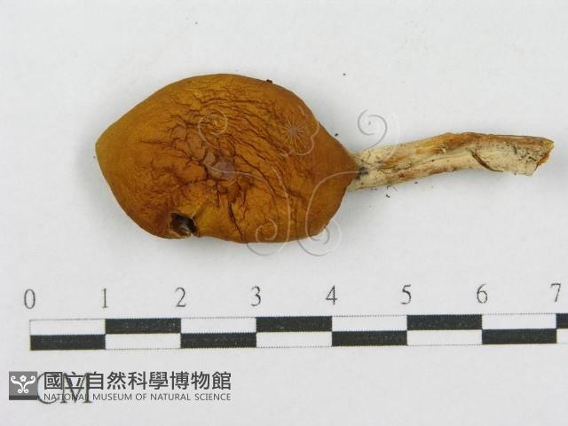 登錄號:F0010659藏品圖，第3張