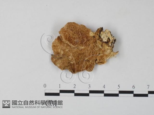 登錄號:F0006659藏品圖，第3張