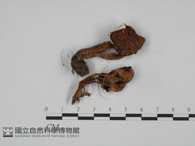 登錄號:F0024659藏品圖，第3張