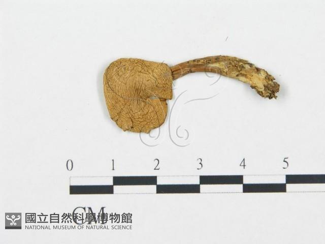 登錄號:F0004659藏品圖，第3張