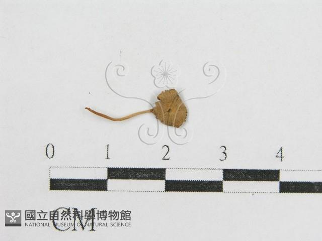 登錄號:F0012659藏品圖，第3張