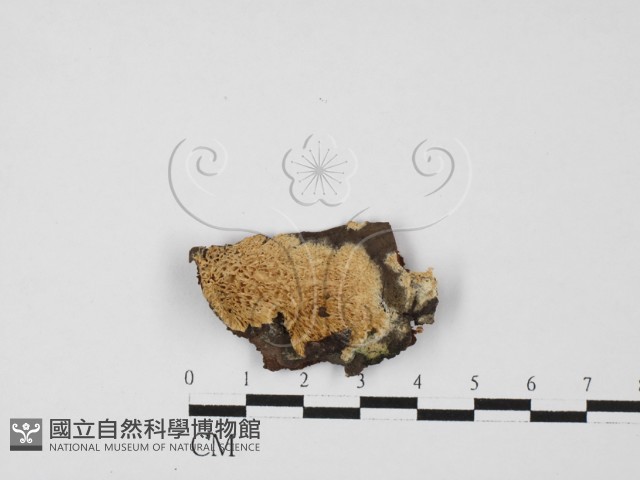 銳孔菌屬藏品圖，第3張