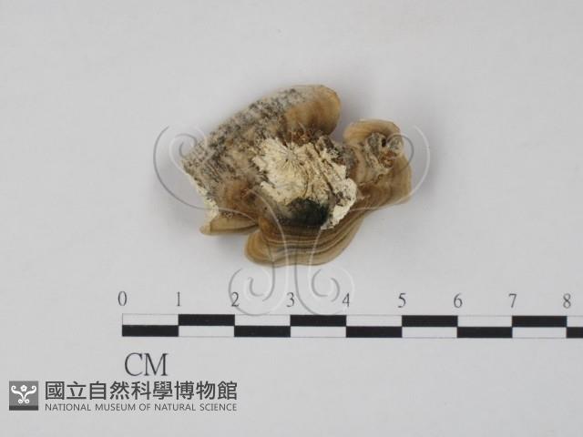 雲芝藏品圖，第3張