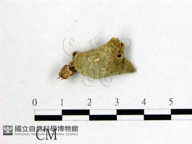毛木耳藏品圖，第3張