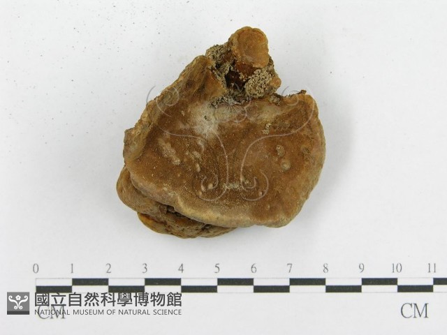 木層孔菌屬藏品圖，第3張