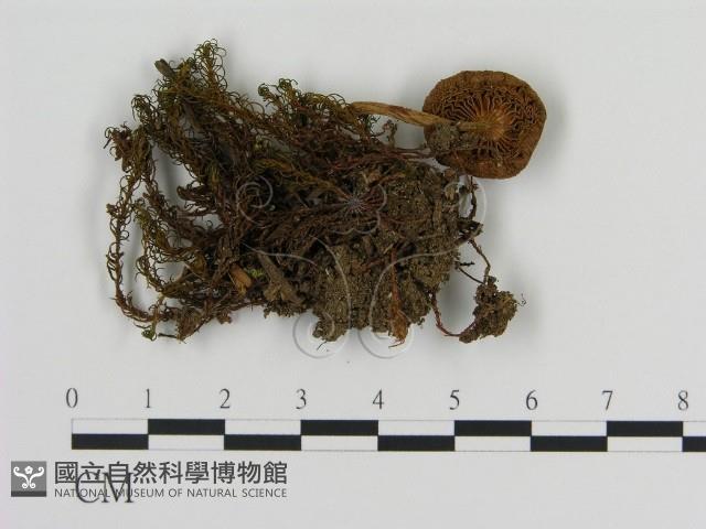 登錄號:F0009659藏品圖，第3張