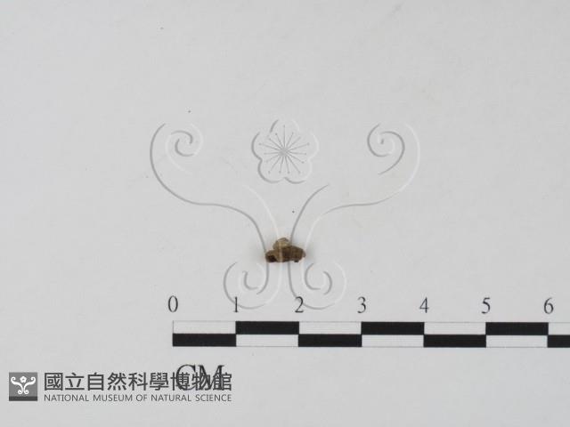 登錄號:F0019659藏品圖，第3張