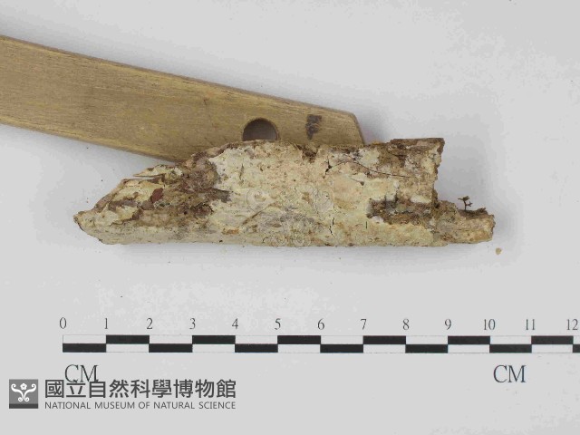 絲皮菌屬藏品圖，第3張