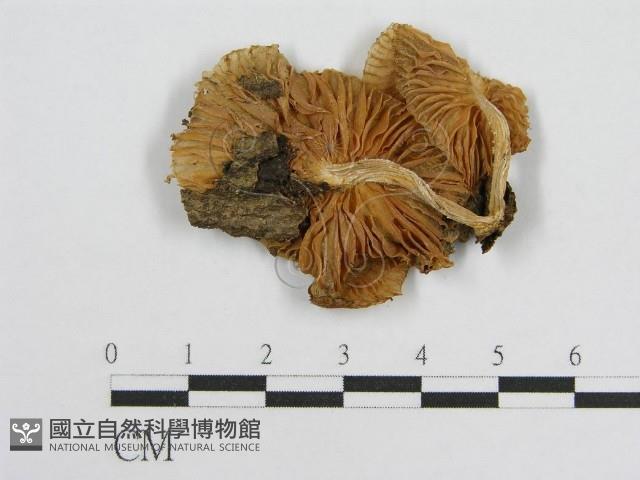 登錄號:F0008459藏品圖，第3張