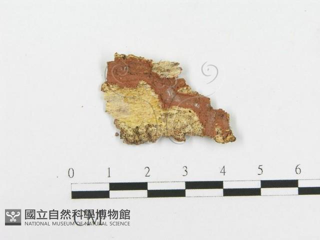 柱擔菌屬藏品圖，第3張