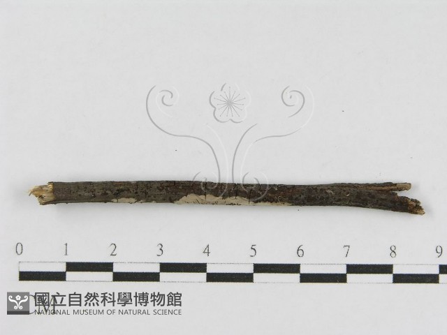 登錄號:F0010459藏品圖，第3張