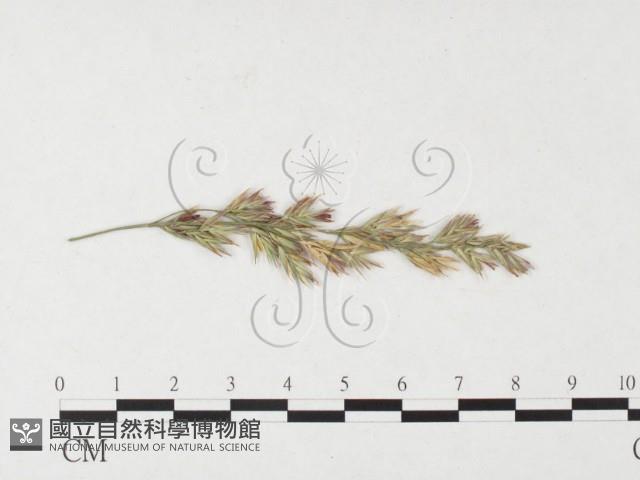 登錄號:F0026459藏品圖，第1張