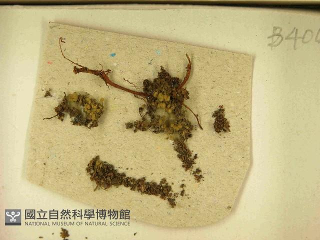登錄號:F0021459藏品圖，第3張