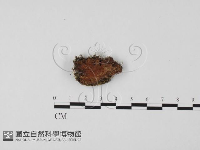 登錄號:F0011459藏品圖，第3張