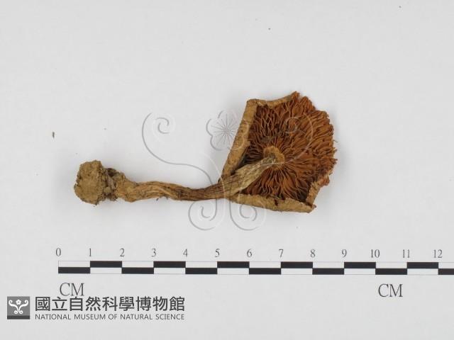 登錄號:F0024459藏品圖，第3張