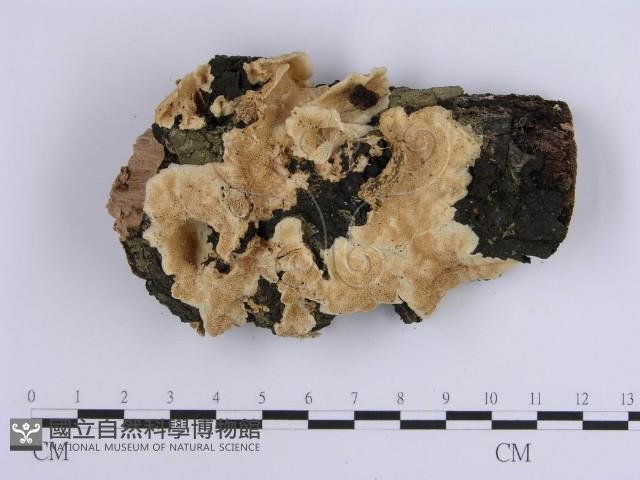 登錄號:F0002459藏品圖，第1張