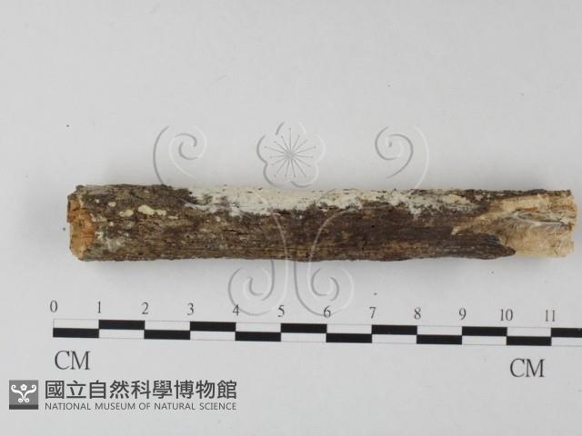 冇骨消絲齒菌藏品圖，第3張