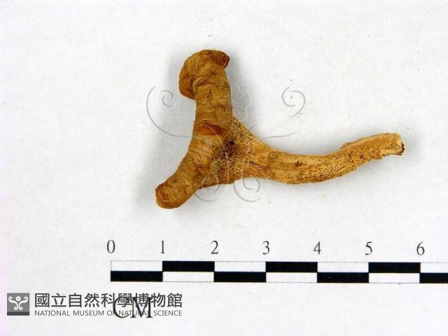 登錄號:F0009459藏品圖，第3張