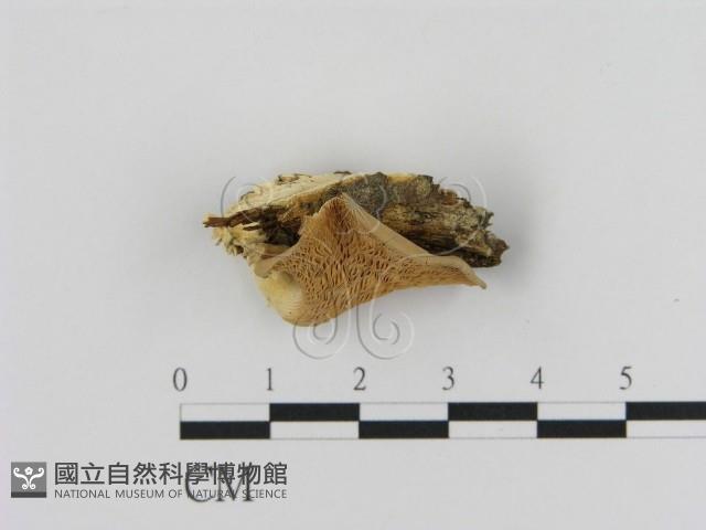 登錄號:F0013459藏品圖，第3張