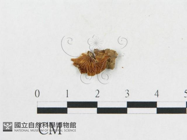 登錄號:F0010759藏品圖，第3張