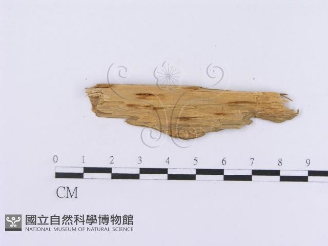 登錄號:F0016759藏品圖，第3張