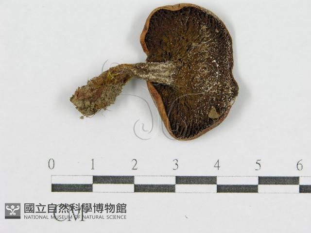 登錄號:F0001759藏品圖，第3張