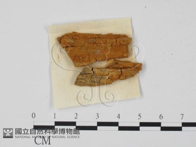 登錄號:F0011759藏品圖，第3張