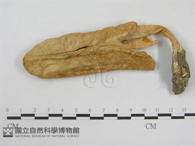 登錄號:F0004759藏品圖，第3張