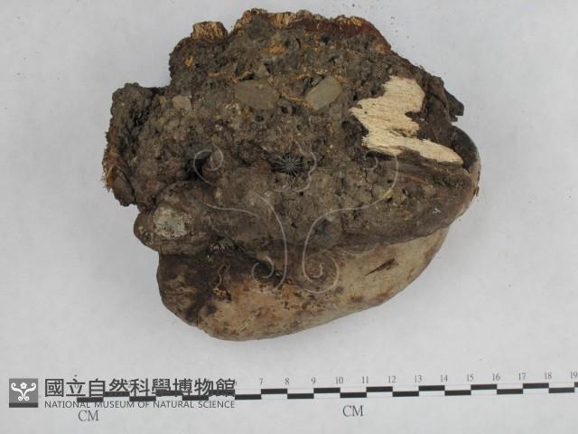 登錄號:F0014759藏品圖，第3張