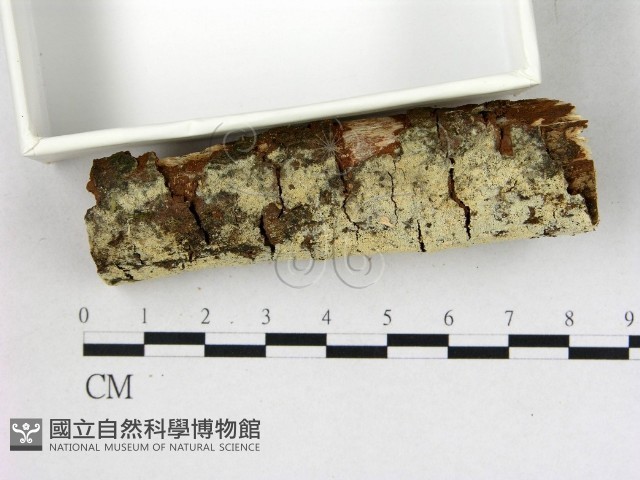 登錄號:F0022759藏品圖，第3張
