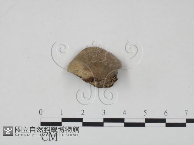 登錄號:F0002759藏品圖，第3張