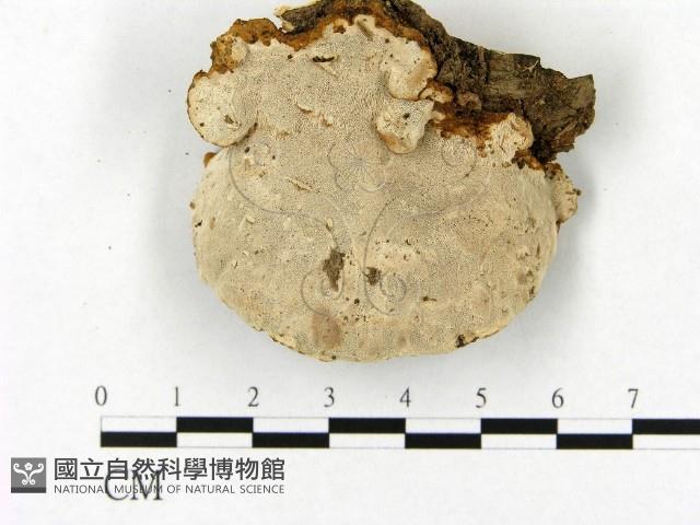 登錄號:F0012759藏品圖，第3張