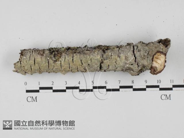 登錄號:F0027759藏品圖，第3張