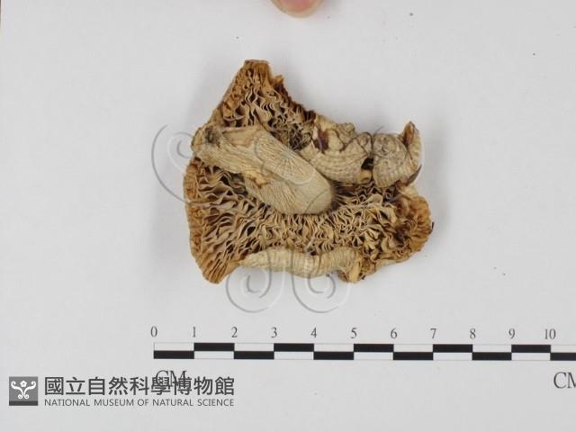 登錄號:F0025759藏品圖，第3張