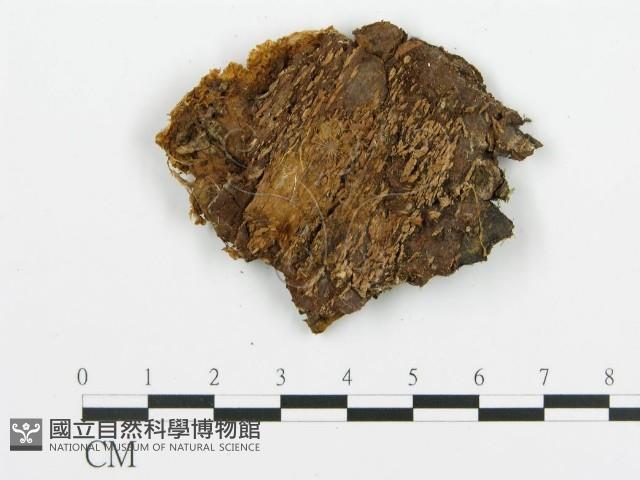 登錄號:F0005759藏品圖，第3張