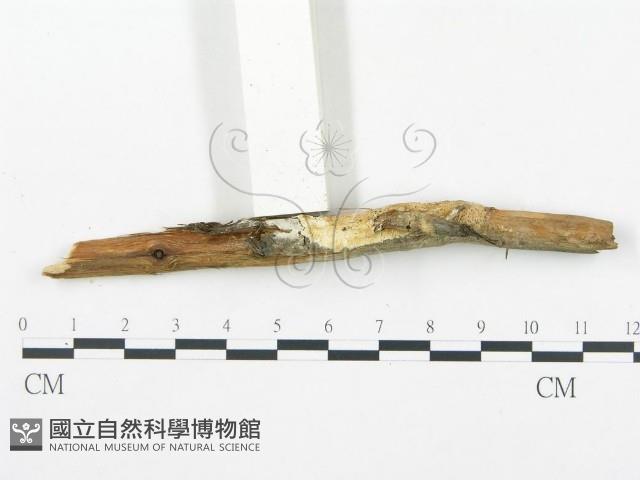 登錄號:F0019759藏品圖，第1張