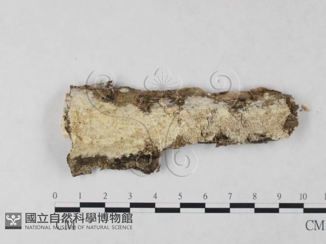 絲齒菌屬藏品圖，第3張