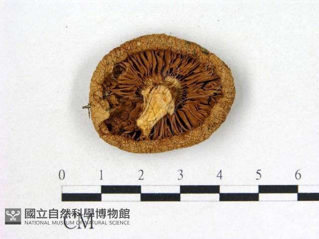 登錄號:F0003759藏品圖，第3張
