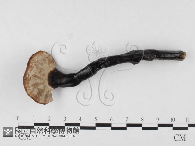 登錄號:F0026559藏品圖，第3張