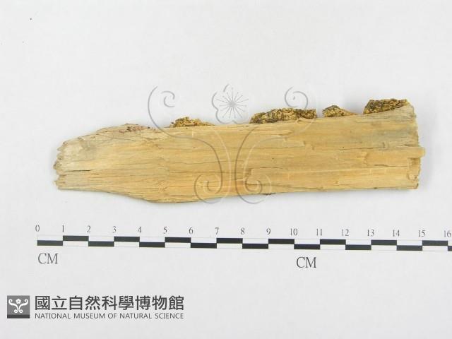 登錄號:F0006559藏品圖，第3張