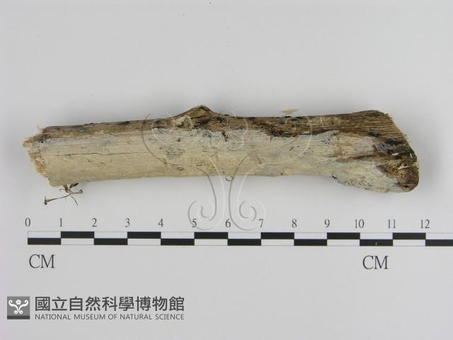 絲皮菌屬藏品圖，第3張