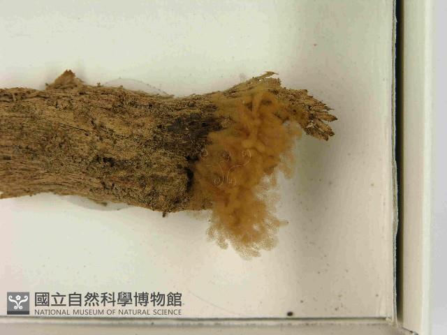 登錄號:F0021559藏品圖，第3張
