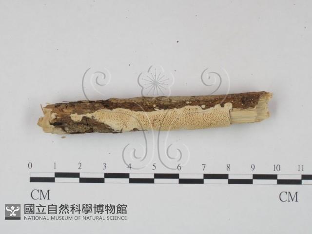 登錄號:F0001559藏品圖，第3張