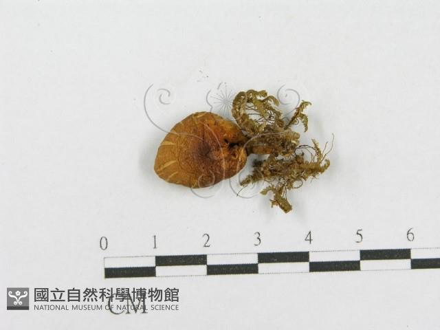 登錄號:F0012559藏品圖，第3張