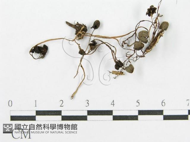 登錄號:F0007559藏品圖，第3張