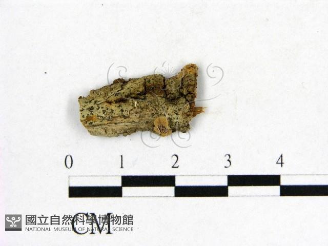 登錄號:F0017559藏品圖，第1張