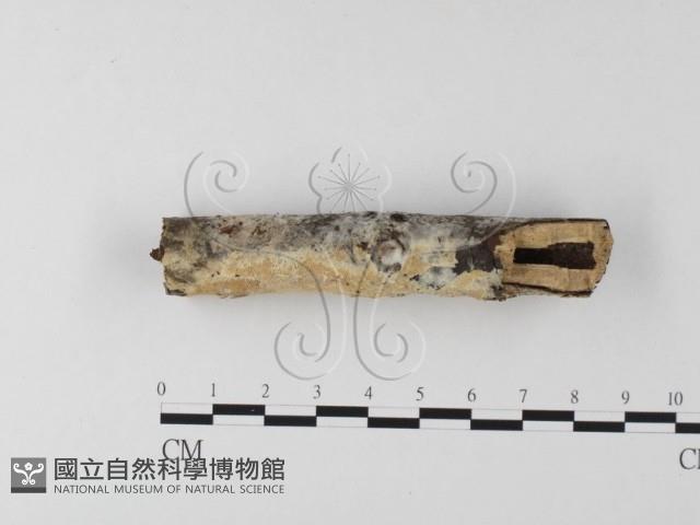 登錄號:F0025559藏品圖，第3張