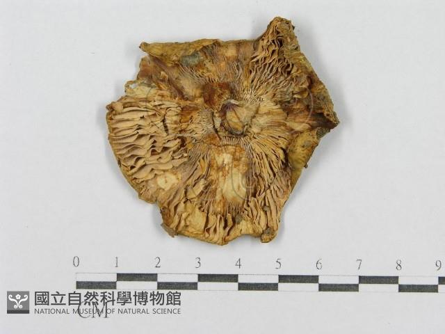 登錄號:F0015559藏品圖，第3張