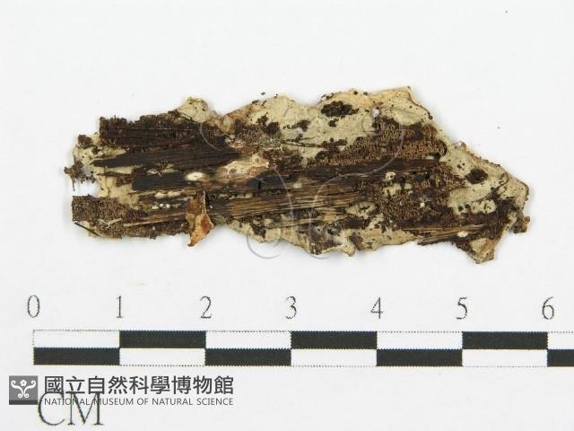 登錄號:F0009559藏品圖，第3張