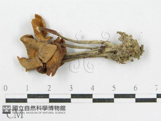 登錄號:F0003559藏品圖，第3張